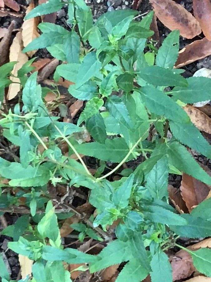 Phygelius capensis — search result for 'Fuchsia'