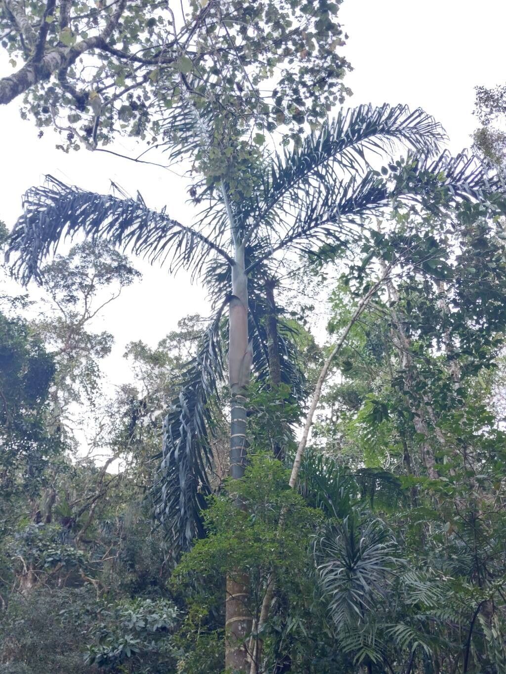 Dypsis malcomberi other