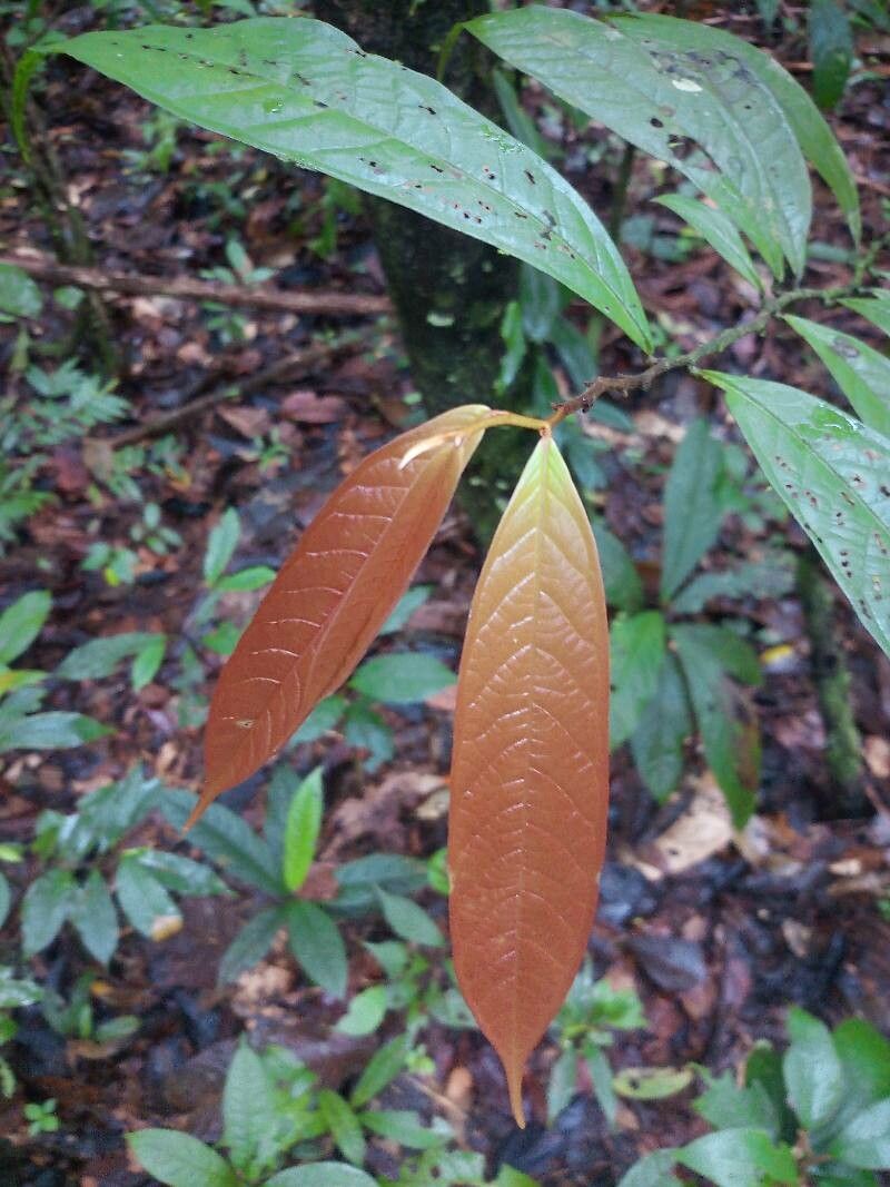 Fusaea longifolia — search result for 'Suriname'