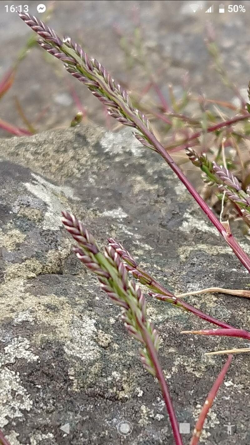 Catapodium marinum leaf