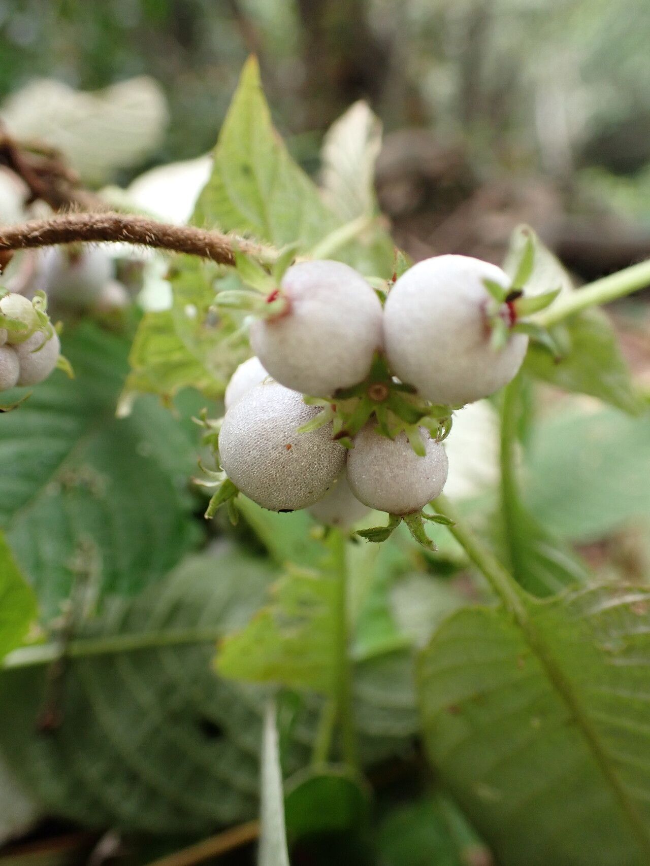 Sabicea gracilis fruit