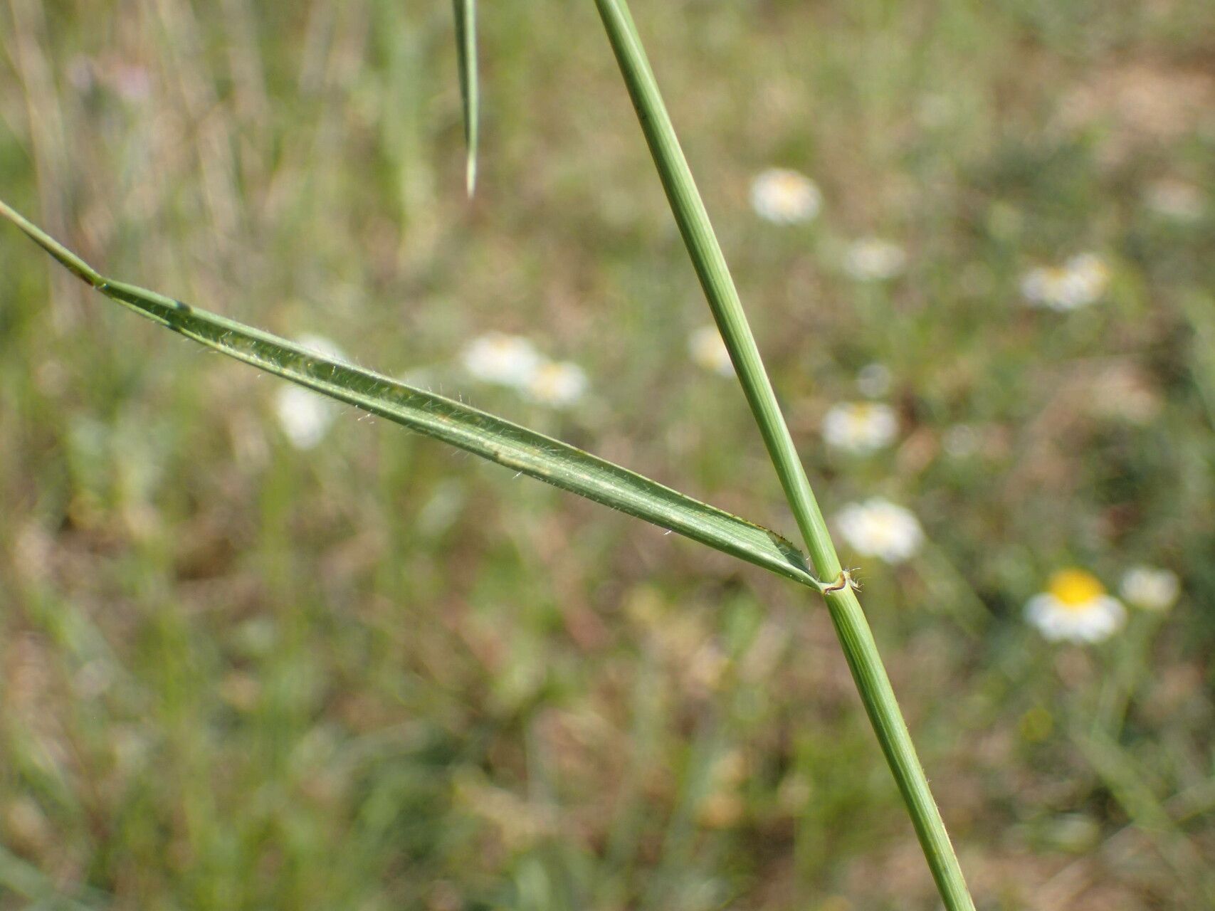 Aegilops ventricosa — search result for 'Aegilops'