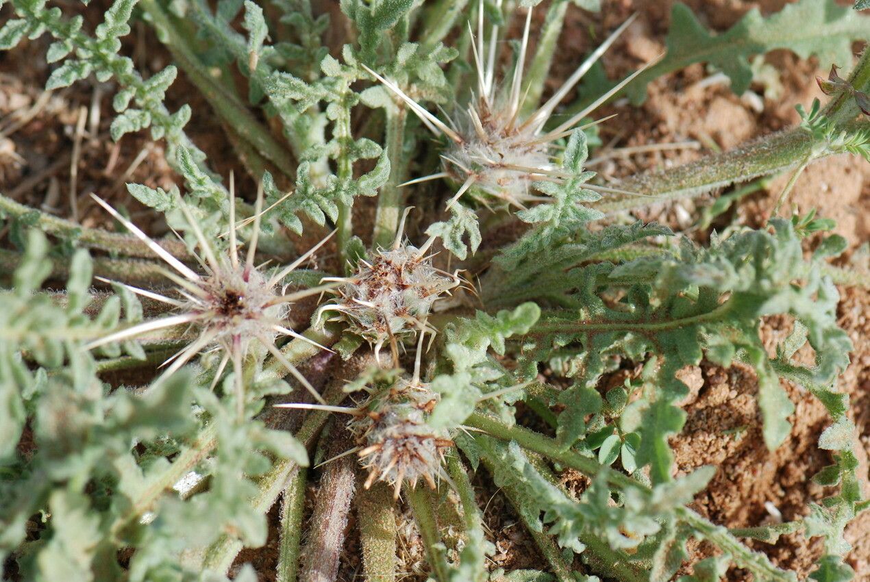 Centaurea pungens leaf