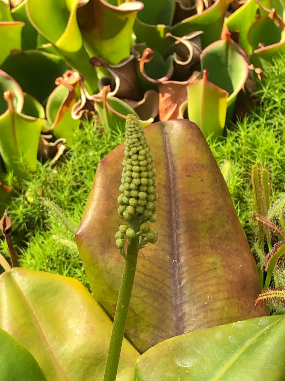 Nepenthes truncata fruit