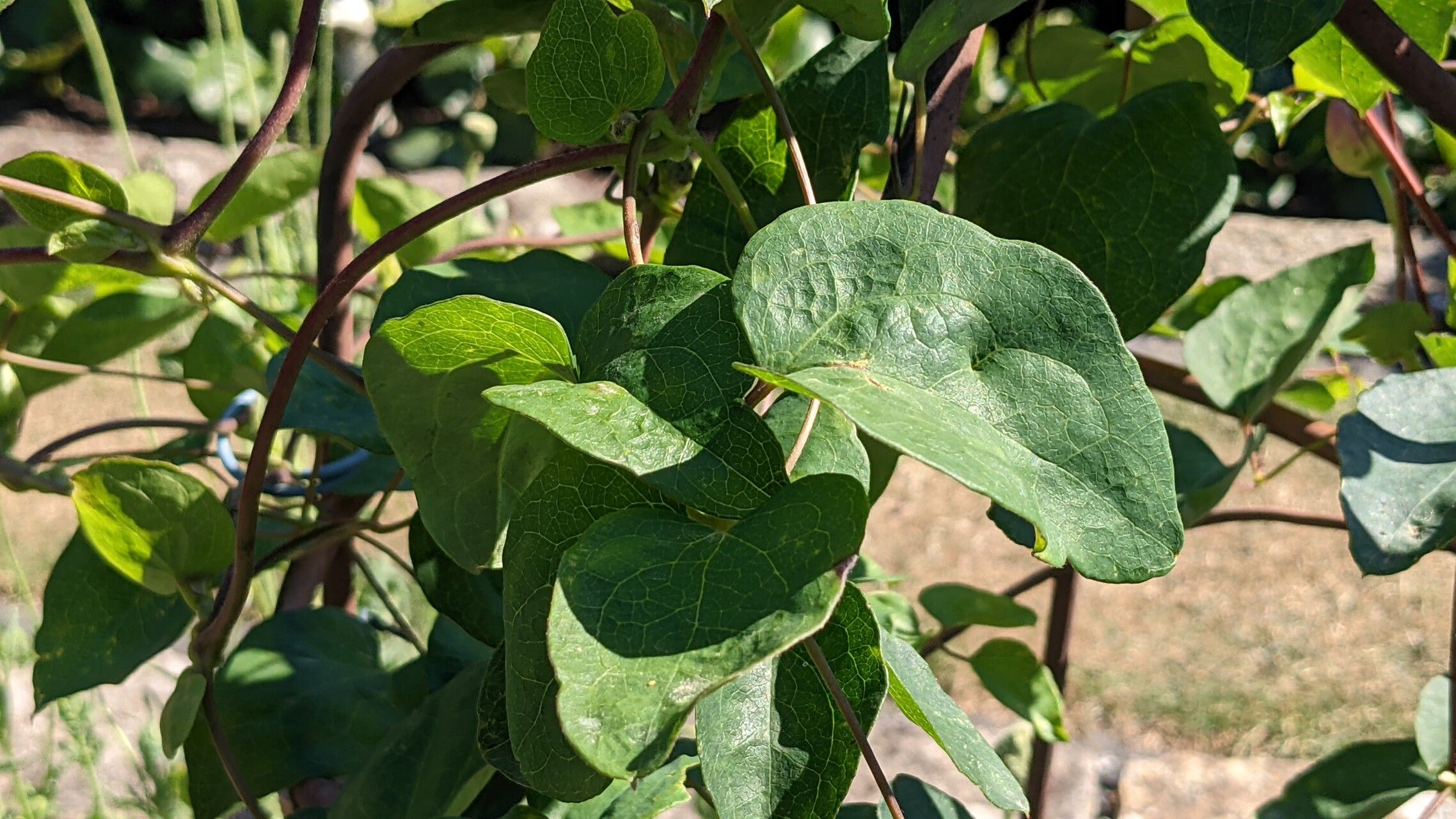 Clematis texensis — search result for 'Clematis'