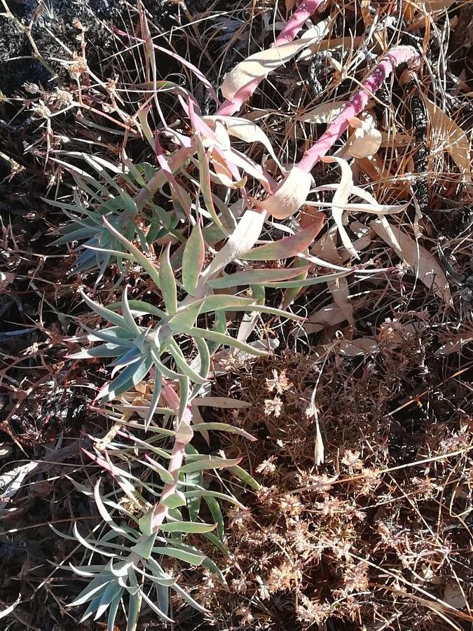 Euphorbia nevadensis leaf
