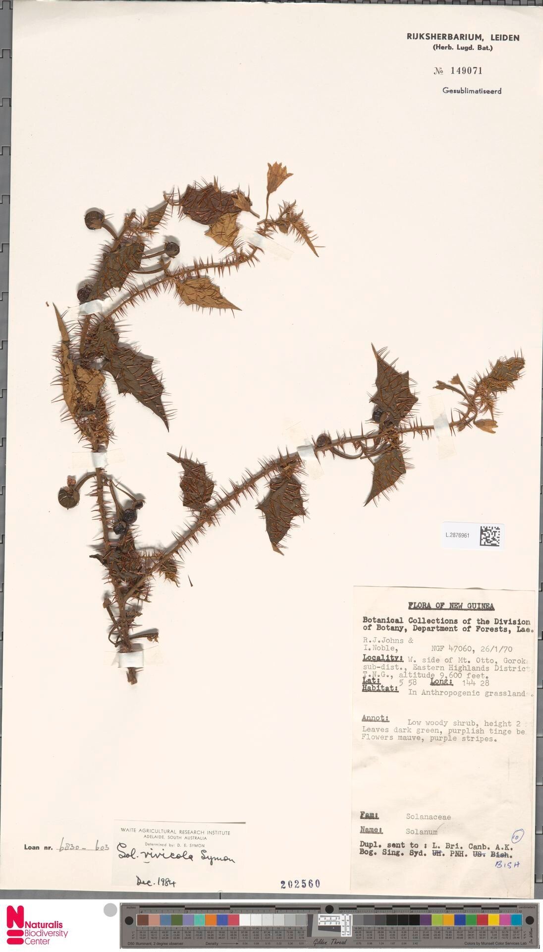 Solanum borgmannii — houseplant care guide