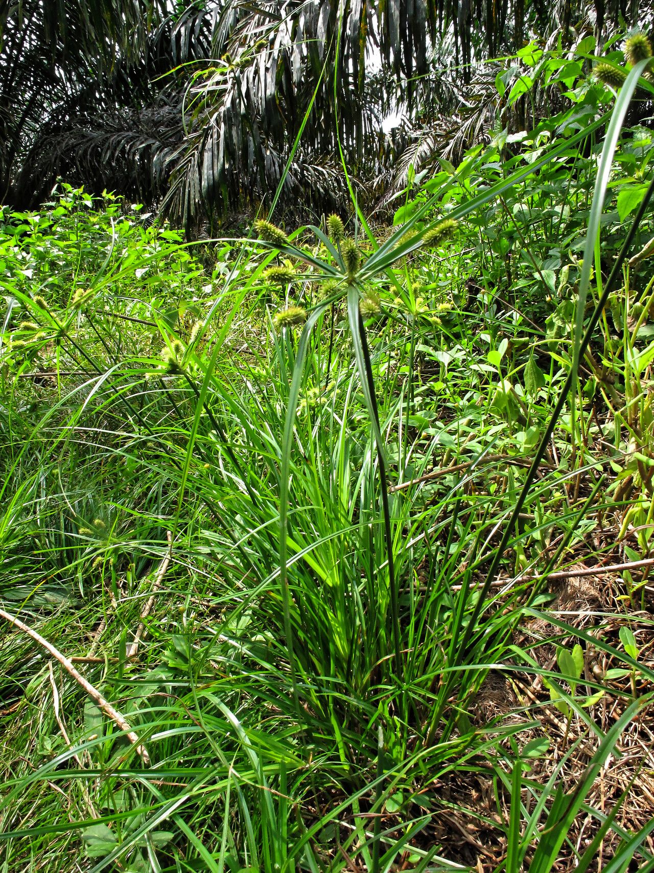 Cyperus thomensis habit