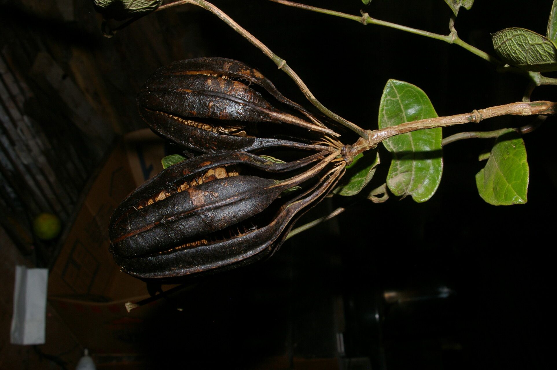 Aristolochia tonduzii fruit