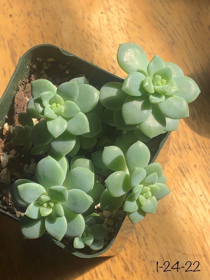 Sedum clavatum — search result for 'Sedum'