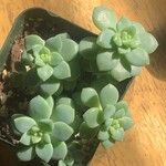 Sedum clavatum