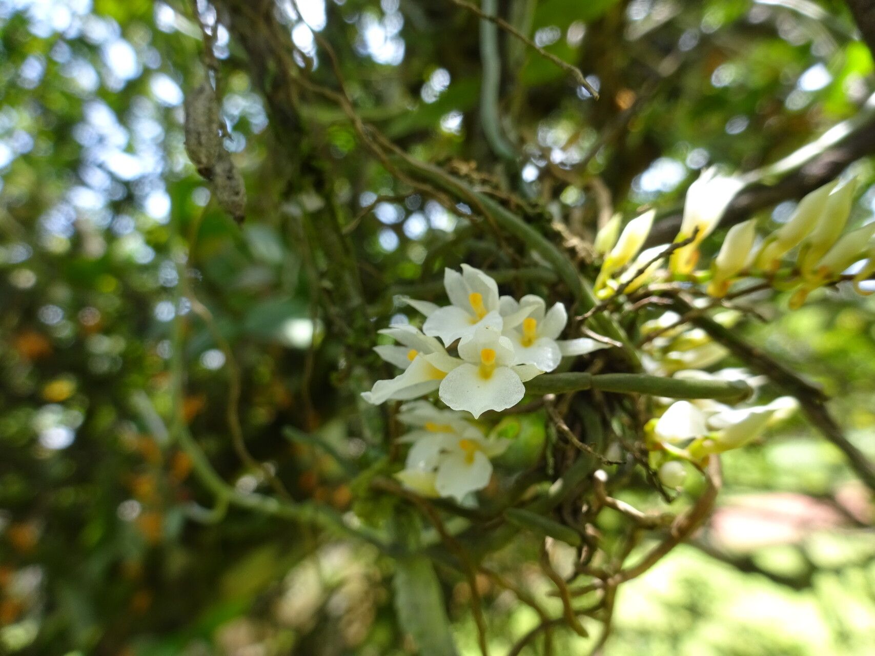 Microcoelia koehleri — houseplant care guide