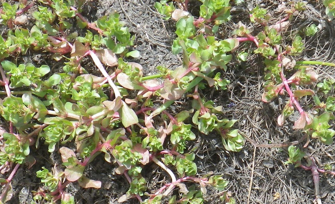 Lythrum borysthenicum habit