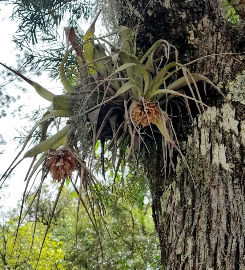 Tillandsia schreiteri — houseplant care guide
