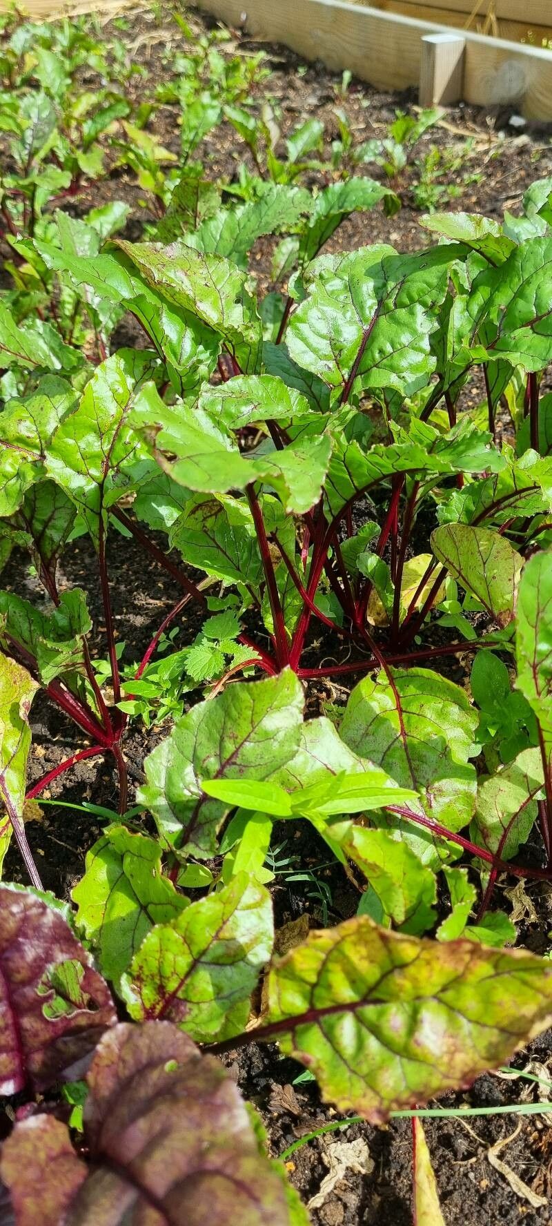 Beta macrocarpa leaf