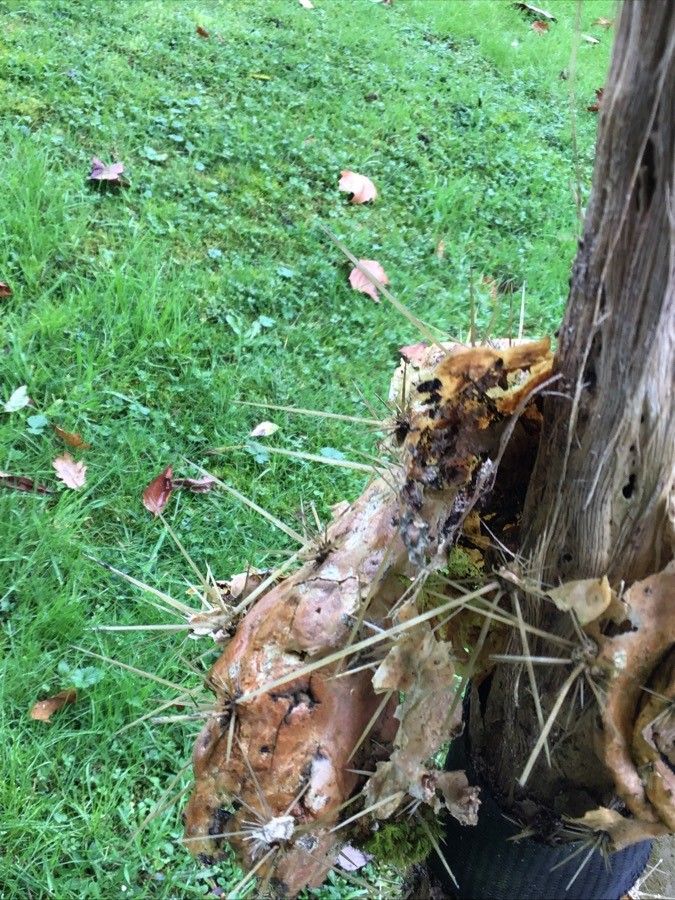 Harrisia eriophora — related species from the same genus