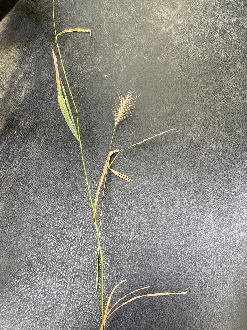 Elymus villosus fruit