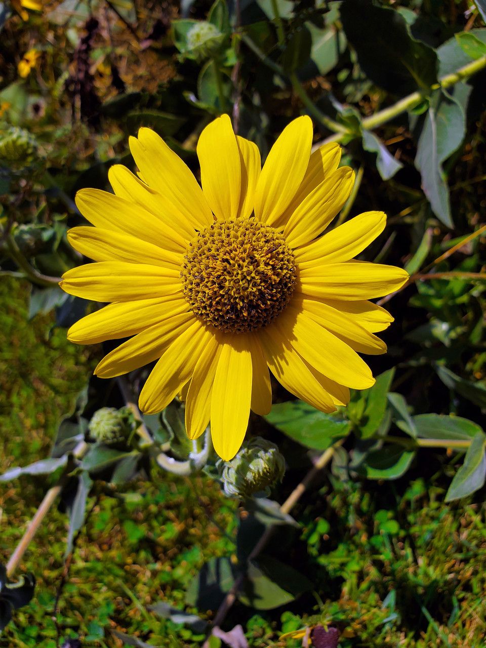 Helianthus mollis flower