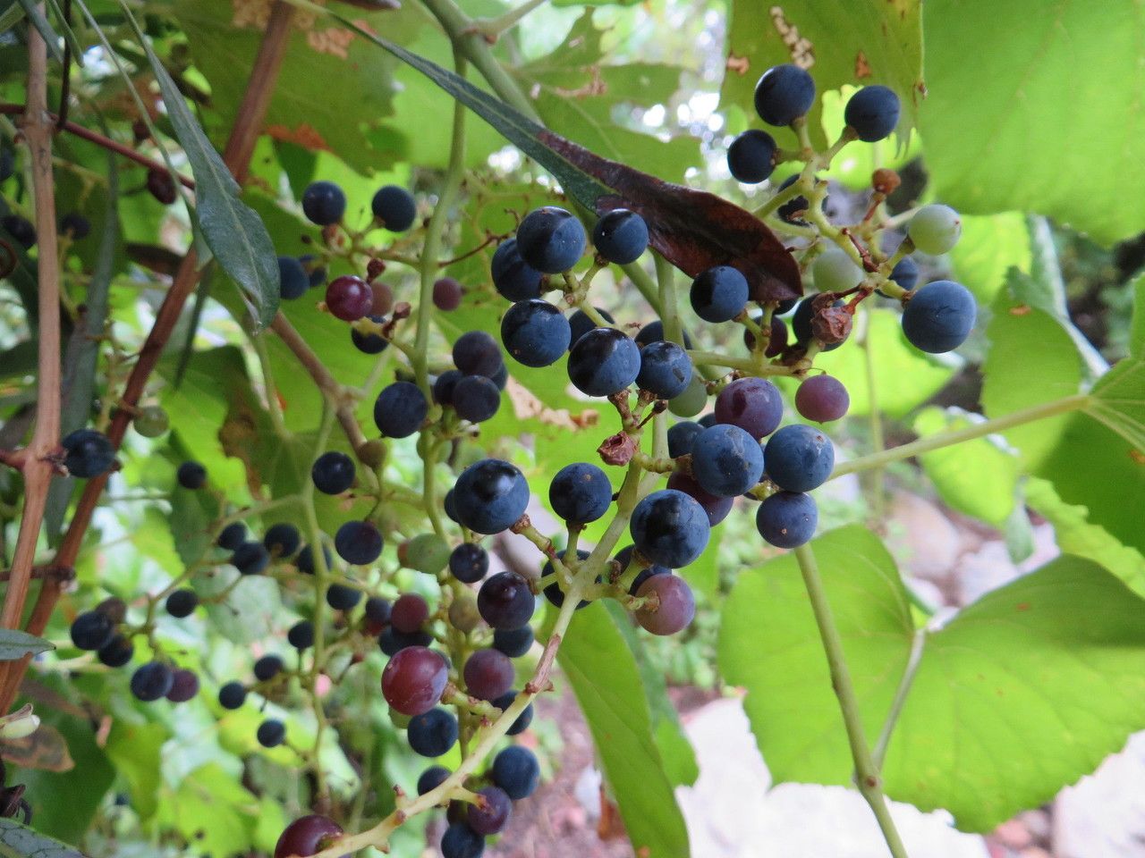 Vitis arizonica fruit