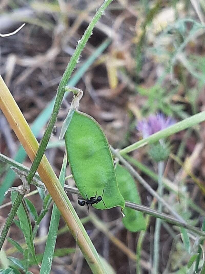 Vicia dasycarpa fruit