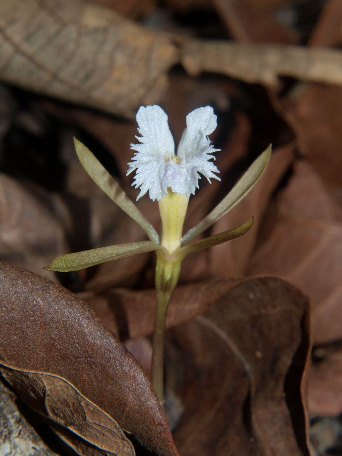 Nervilia petraea flower