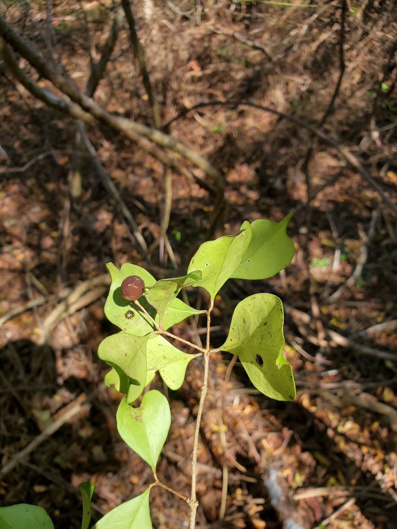 Noronhia christenseniana habit
