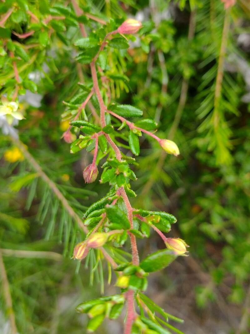 Hibbertia empetrifolia habit
