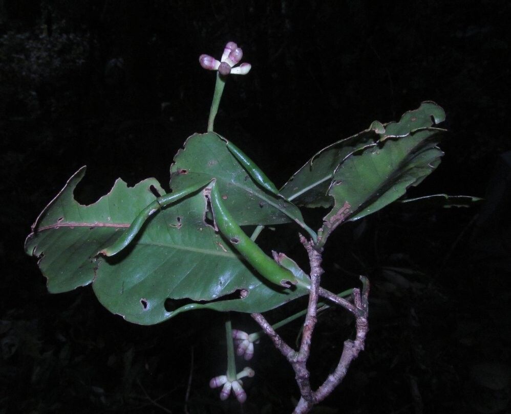 Polyscias heineana — search result for 'Polyscias'