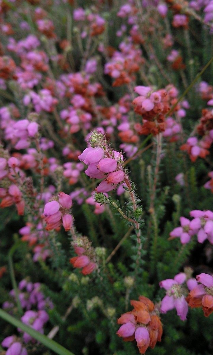 Erica × watsonii flower