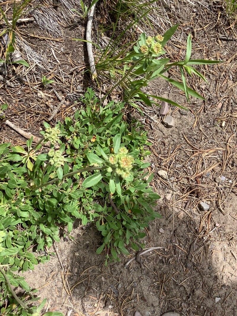 Eriogonum heracleoides flower