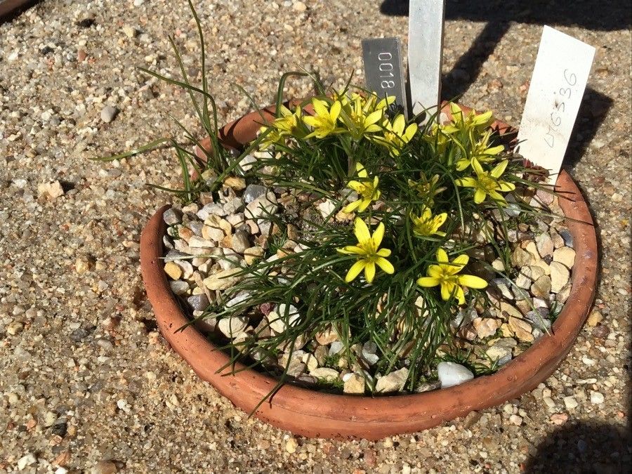 Gagea bohemica habit