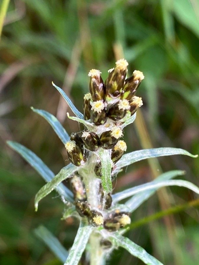 Gnaphalium sylvaticum flower