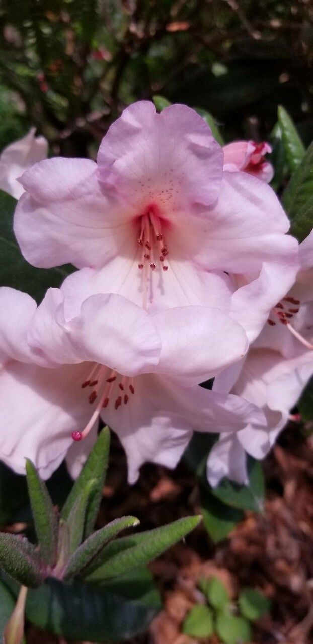 Rhododendron carolinianum flower