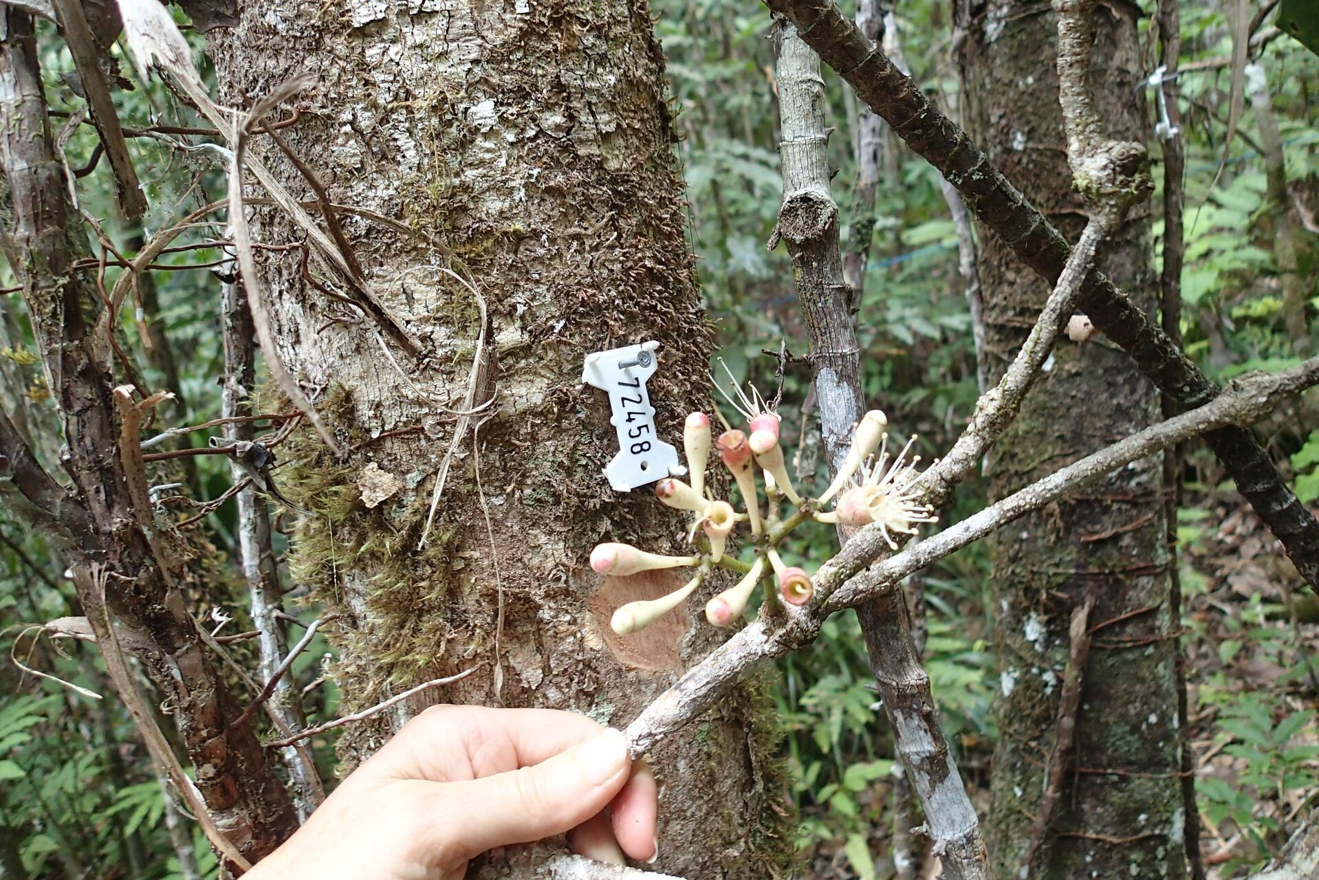 Syzygium amieuense flower