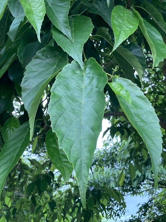 Alnus japonica leaf