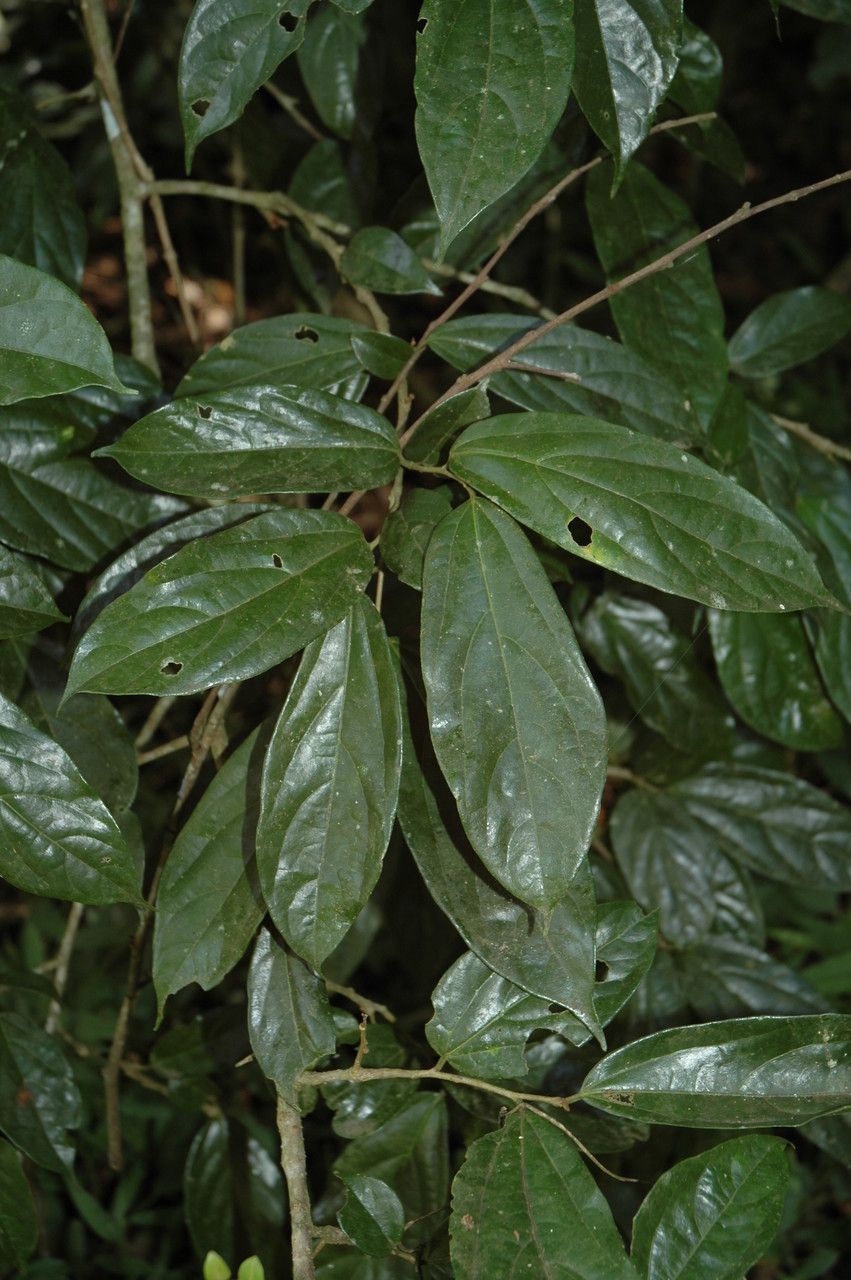 Alangium salviifolium — search result for 'Cornaceae'