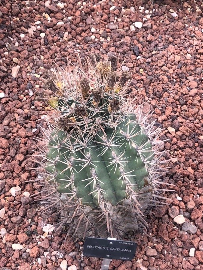 Ferocactus peninsulae