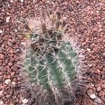 Ferocactus peninsulae