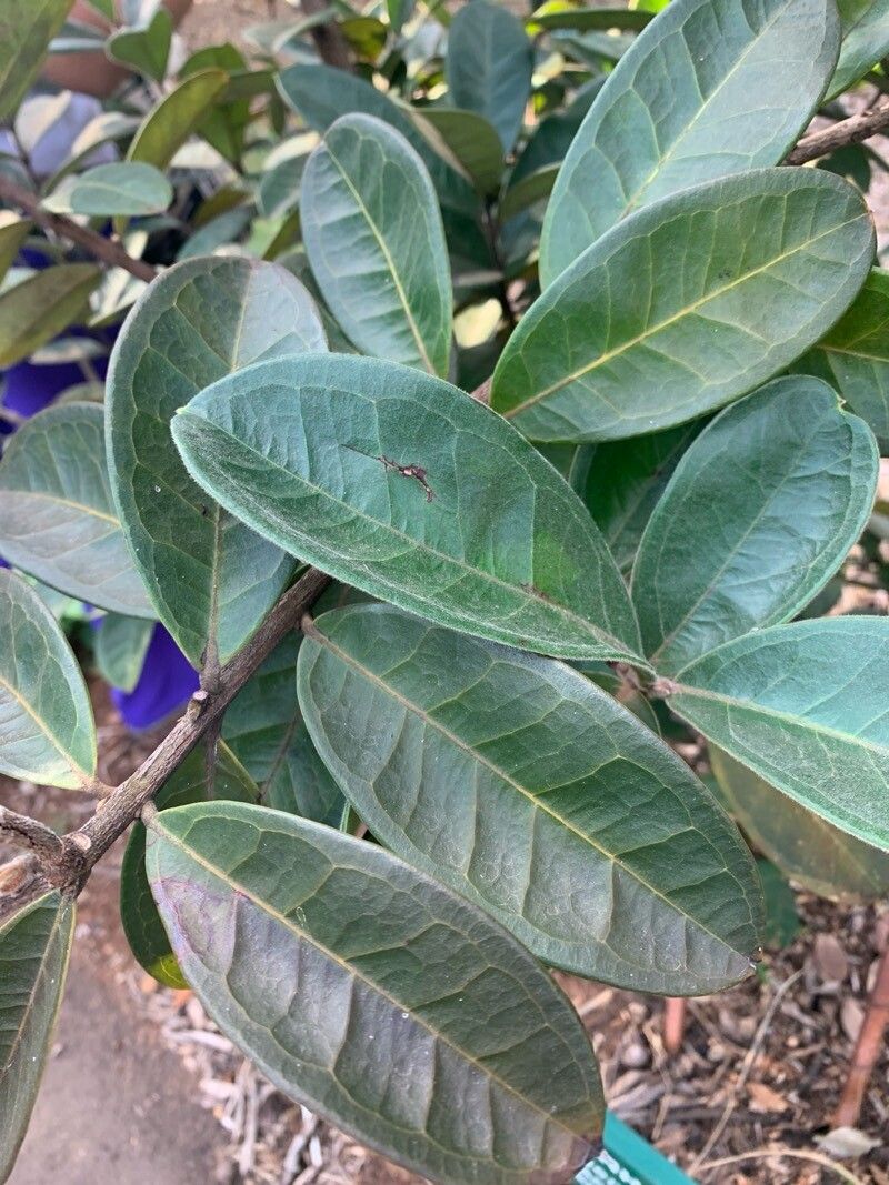 Eugenia klotzschiana — houseplant care guide