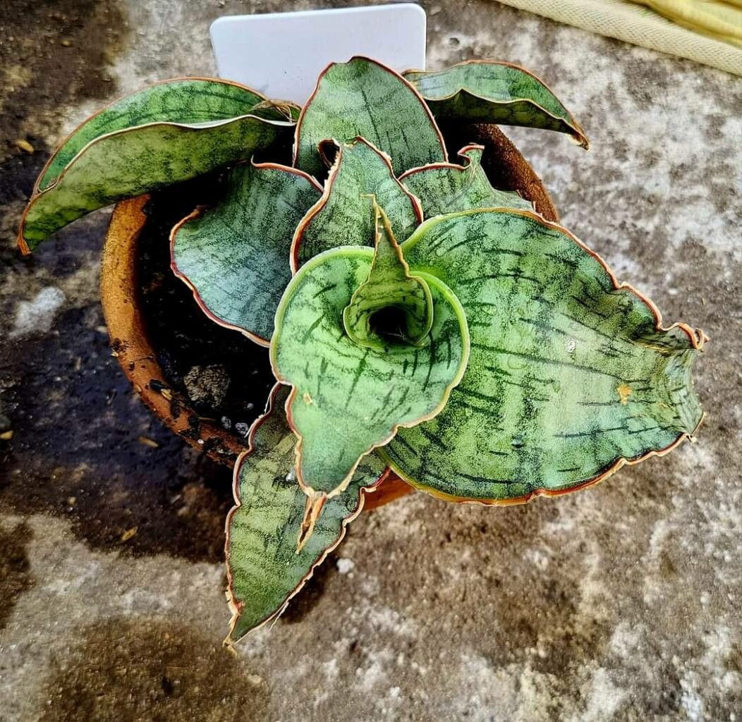 Dracaena scimitariformis — search result for 'Dracaena'