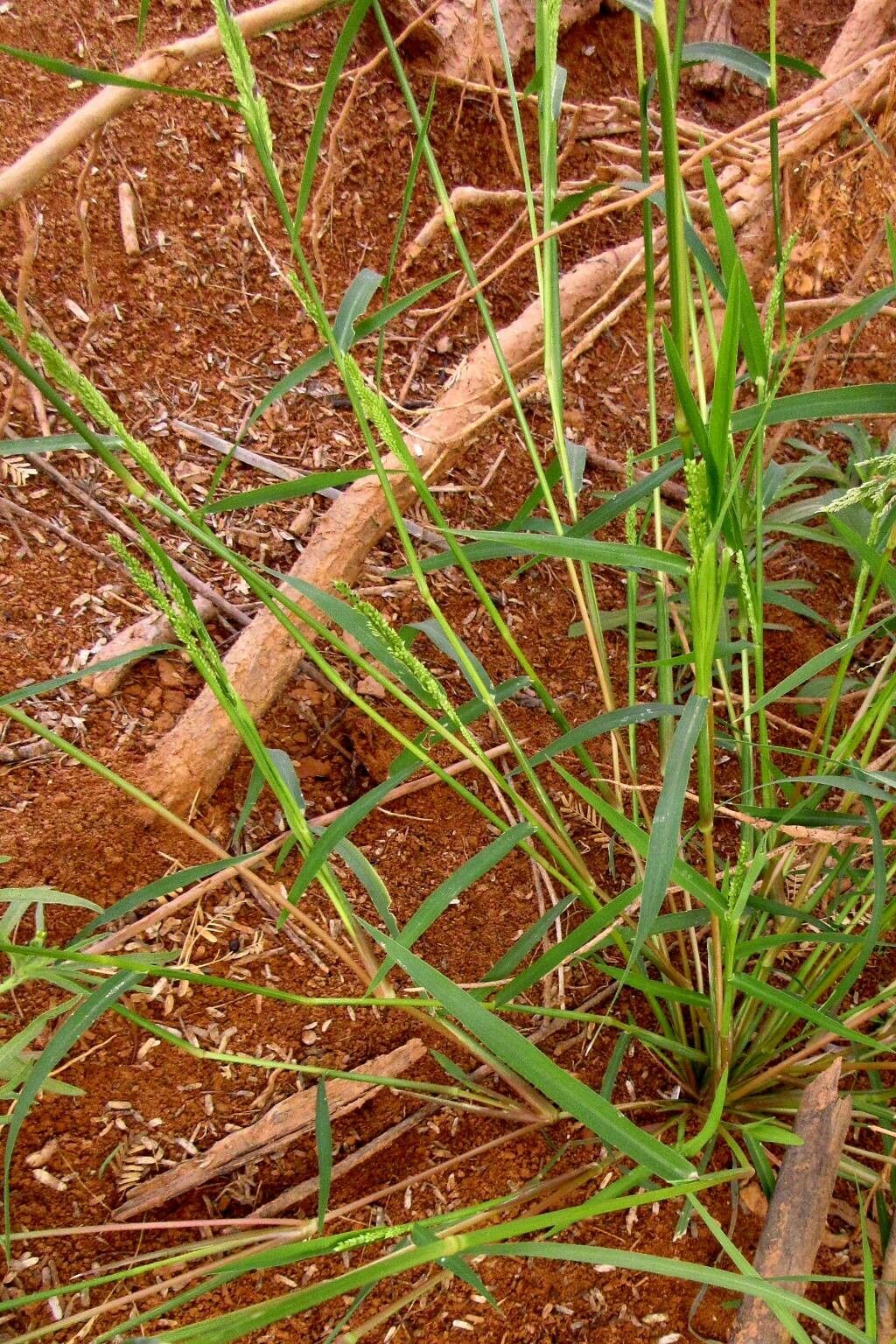 Urochloa lata habit
