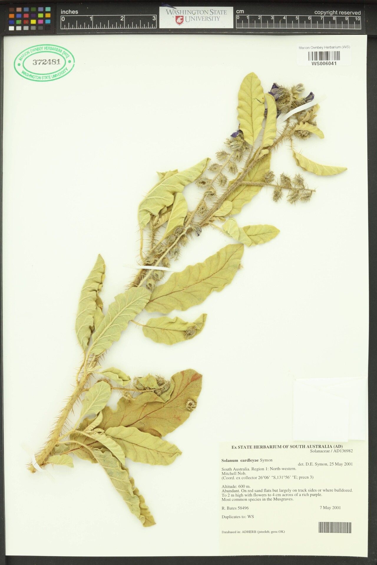 Solanum eardleyae — houseplant care guide