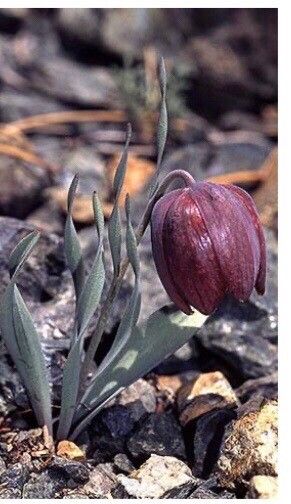 Fritillaria epirotica — search result for 'Fritillaria'