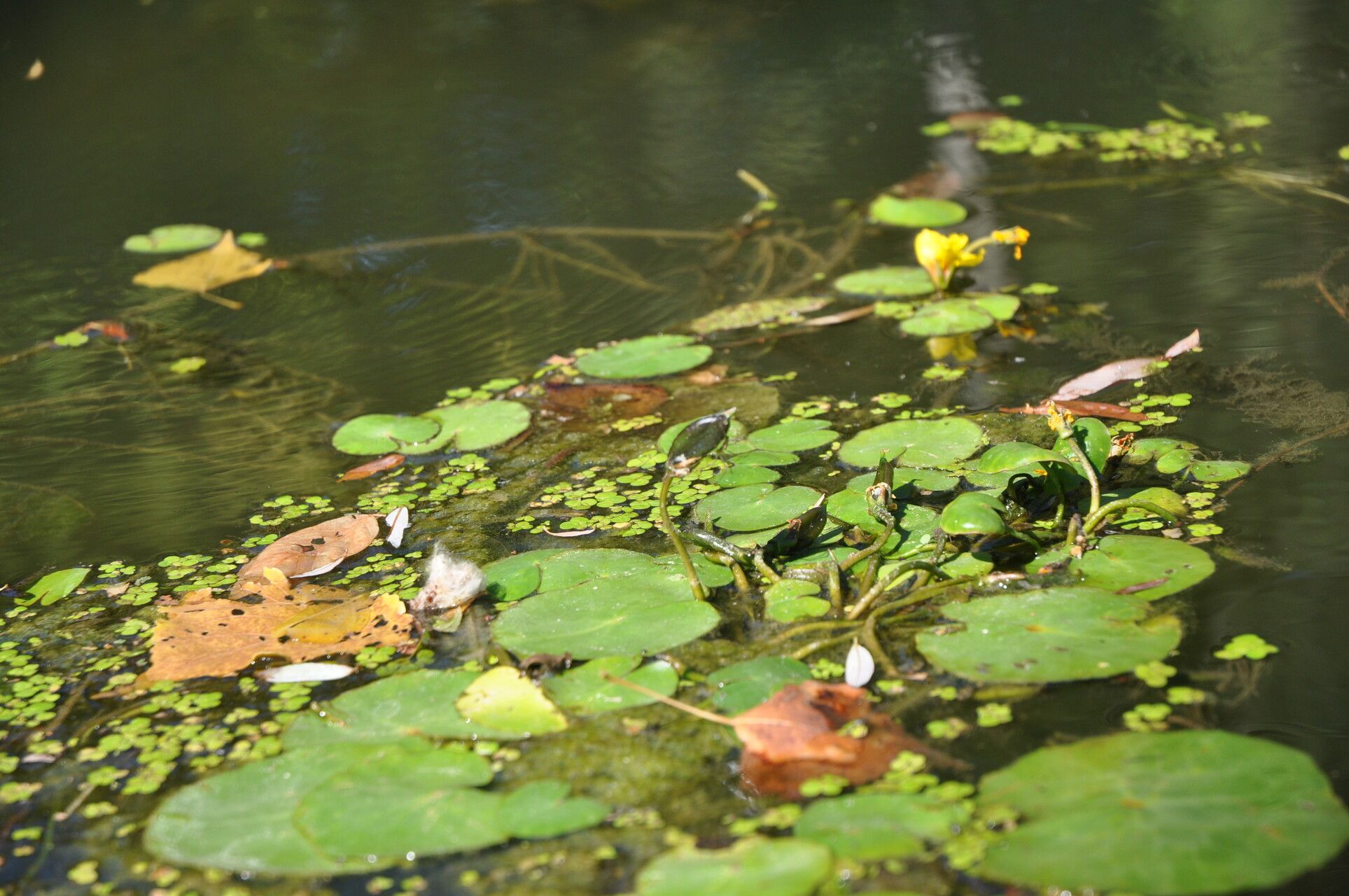 Nymphoides peltata fruit