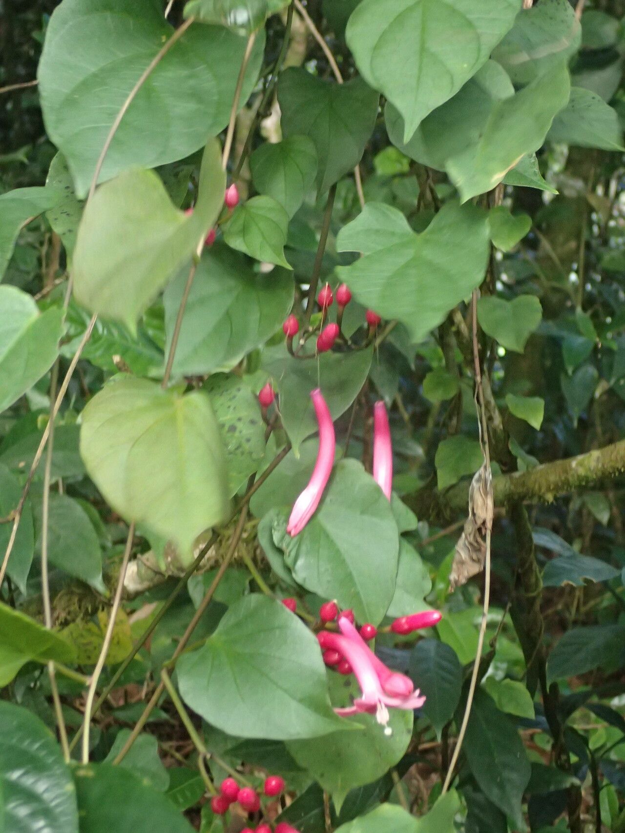 Ipomoea repanda other