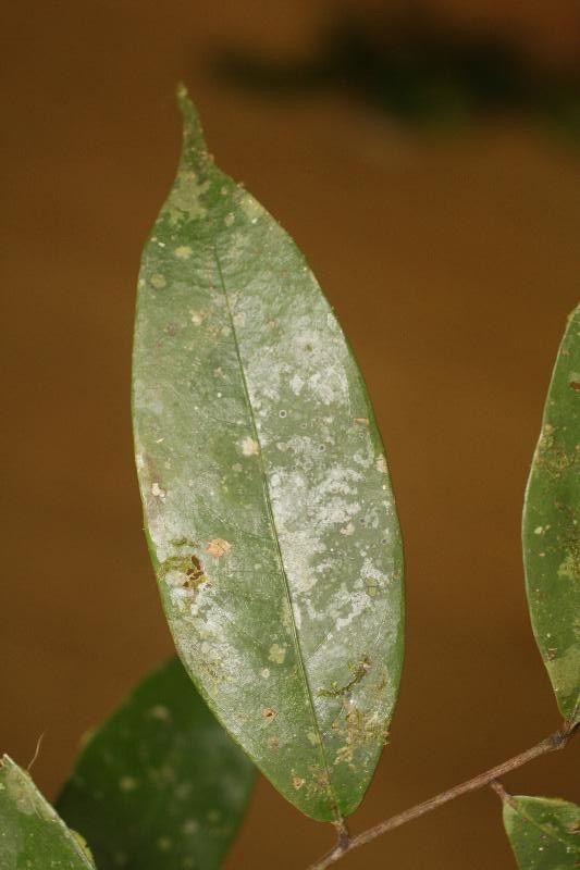 Licania granvillei leaf