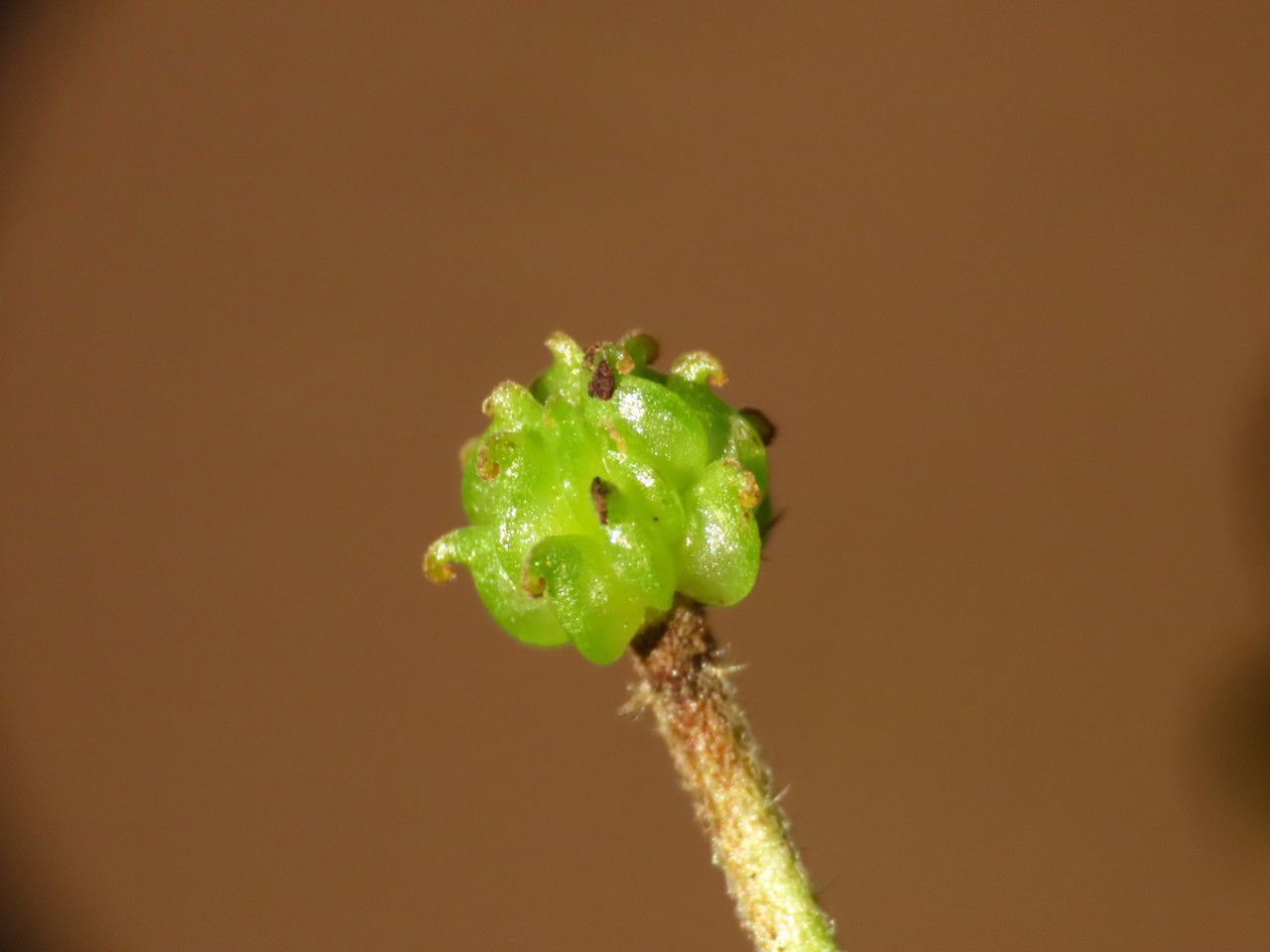 Ranunculus lanuginosus fruit