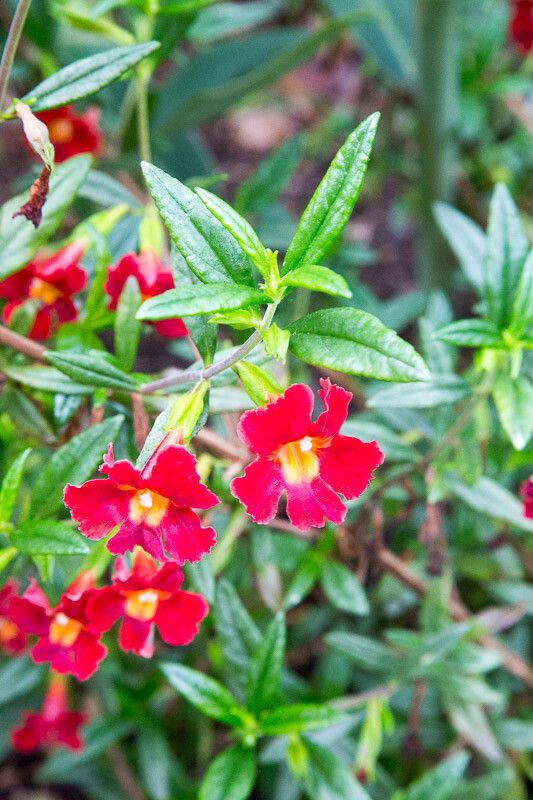Diplacus puniceus flower