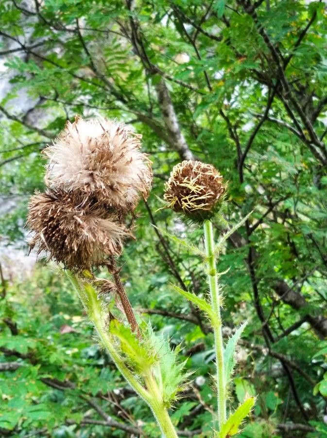 Cirsium carniolicum flower