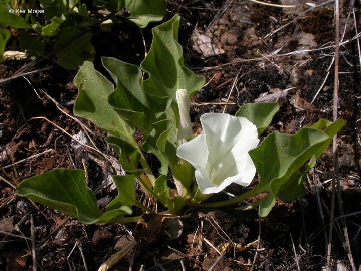 Calystegia atriplicifolia habit